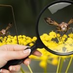 Aprenda-Com-Esse-Aplicativo-Para-Identificar-Insetos